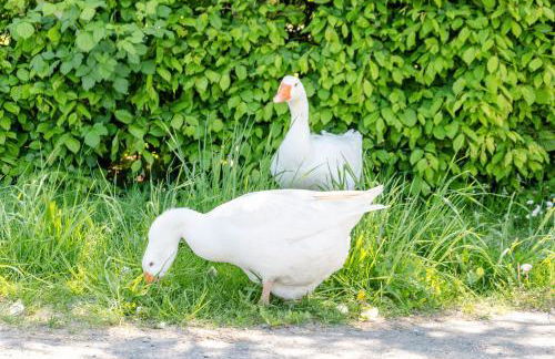 Ferienwohnung Landleben - Foto 24