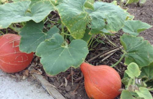 GITE CHOUCHOU - Photo 21