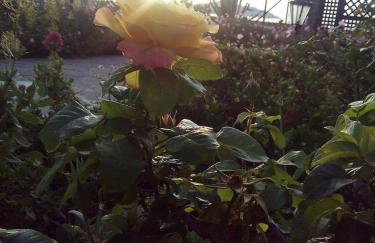 Studios Stefani - Photo 13