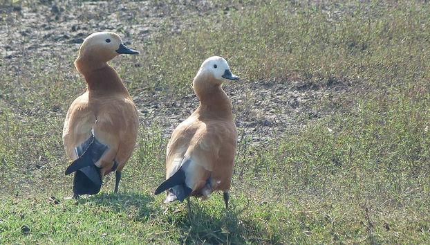 Ausflug nach Bharatpur (54 km) - Private Tour - Foto 4