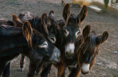 Casa da Ti Cura - Foto 56