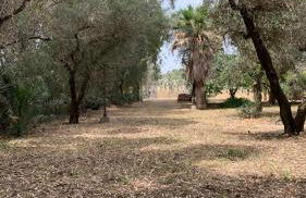 Tenuta Sidore - Foto 96