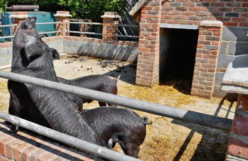 Apple Cottage - 27442 - Foto 11