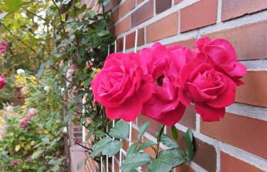 FeWo Villa Butterburg Tomke - Reihenhaus mit Terrasse - Foto 19