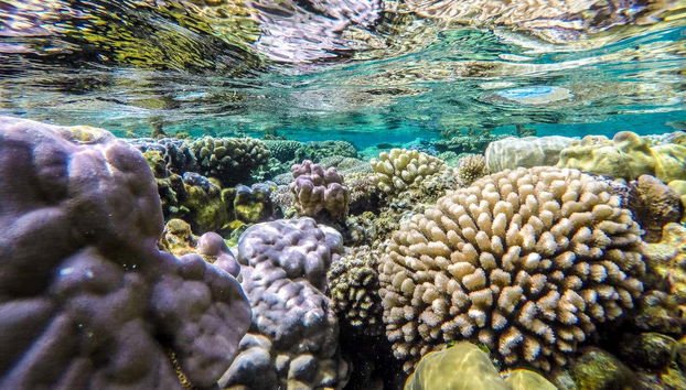Discovering the coral reef of Bora Bora