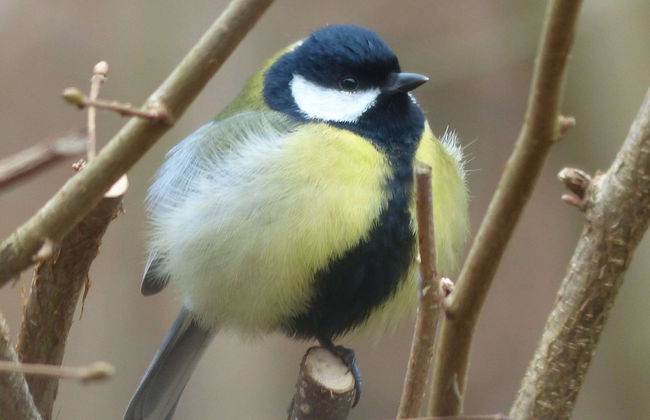 New House on the Edge of a Large Forest, Large Garden,very Quiet, Beautiful Area - Foto 24