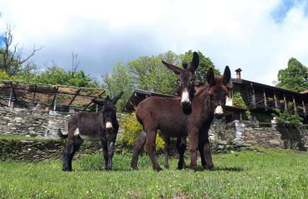 Il Ciliegio Selvatico - Foto 9