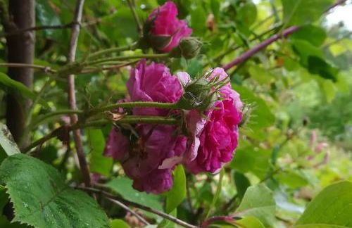 Rhandirmwyn - Cottage - Sleeps 4 - Pet Friendly - Foto 46