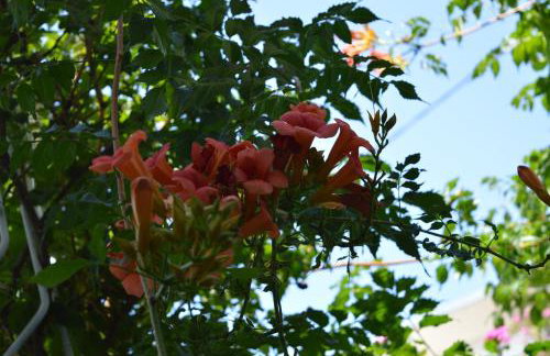 Apartments Majstrovic - Photo 74