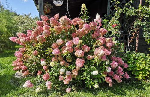 Zielony Domek z jacuzzi - Foto 22