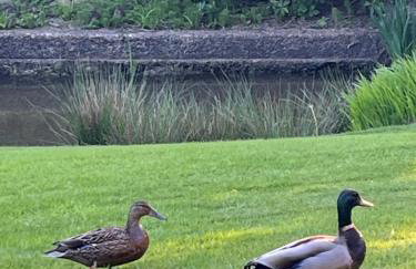 Little Pyes barn - Foto 8