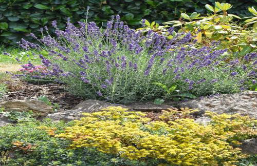 Holiday Home in Forest with Terrace & BBQ - Foto 76