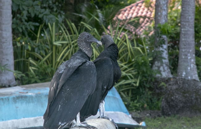 Villas Cabuya Beach & Forest - Foto 55