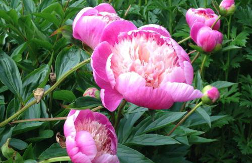 Hewletts Mill - Foto 39