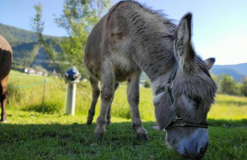 Maurerhof Apartments Kronplatz - Foto 12