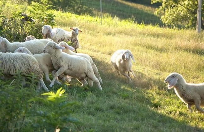 Agriturismo Le Bucoliche - Foto 48