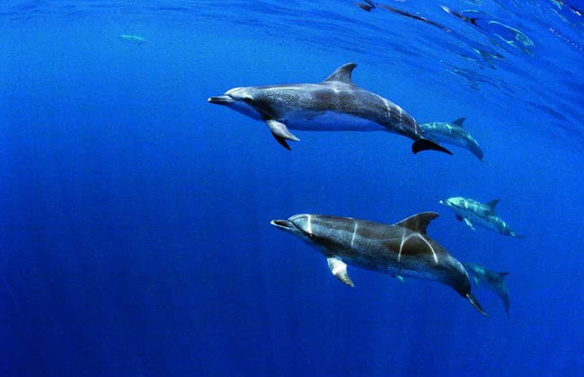Swimming with Dolphins in Sao Miguel - Foto 2