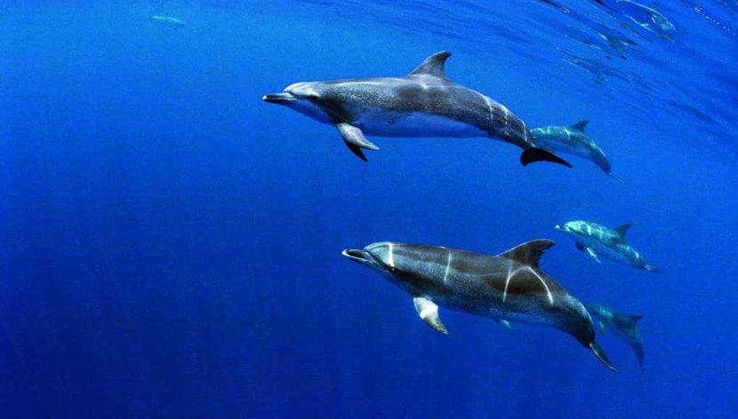 Swimming with Dolphins in Sao Miguel - Foto 2