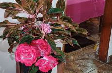 Residencia Moraes 1 - Foto 6