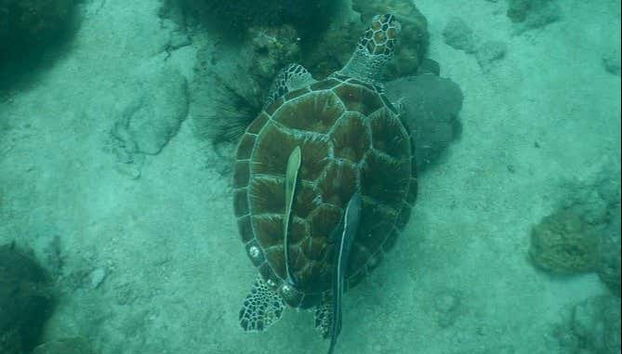 Contemplando una tortuga