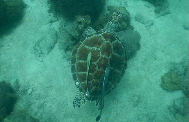 Mergulho em Pattaya - Foto 5