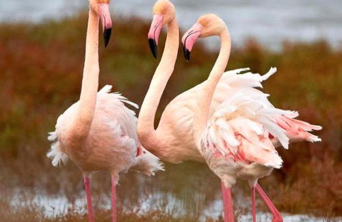 Flamenco&roof - Foto 25