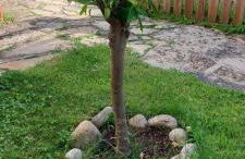 La lechuza blanca - Foto 16