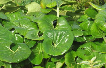 Casa da Arquinha - Photo 44