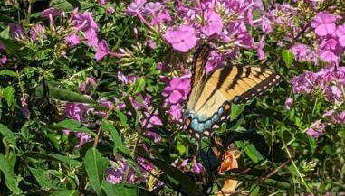 Cottage on the Mississippi Venue and dog friendly - Foto 3