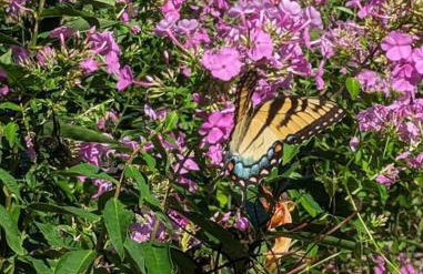 Cottage on the Mississippi Venue and dog friendly - Foto 3