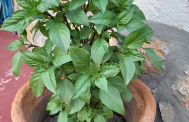 Lilo's Apartments - Foto 19