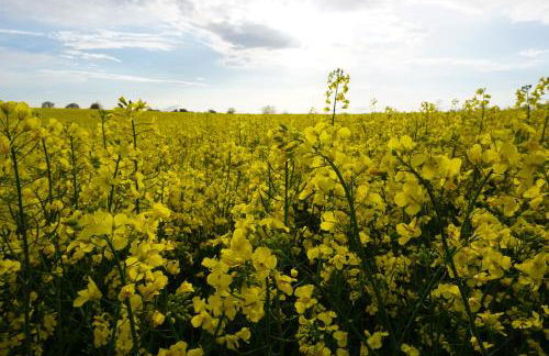 Apartment Kaiserperle mit Balkon direkt am Strand - Foto 41
