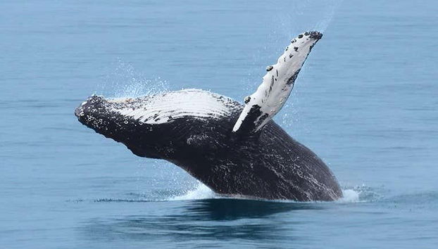 Balena nel suo habitat naturale