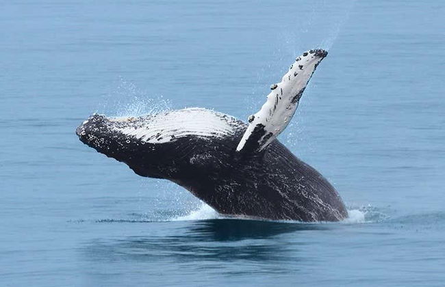 Giro in barca con avvistamento di balene - Foto 4