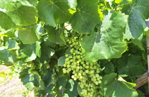 Quinta da Portela - Foto 41