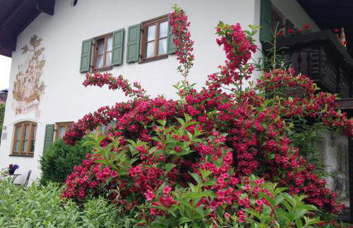 Almroeserl - Foto 44