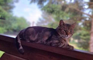 Biały domek nad stawem - Foto 53