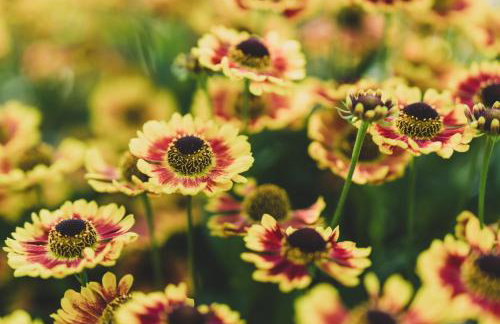 Leśna Enklawa - Foto 25