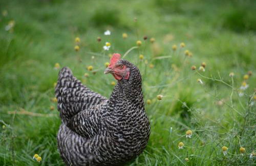 Ferienwohnung im Kuhstall - Foto 14