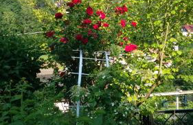 Fewo Zum alten Bergdoktor - Foto 9