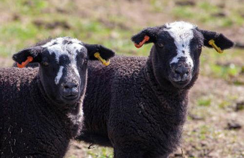 East Ayrlow Banks - Photo 6