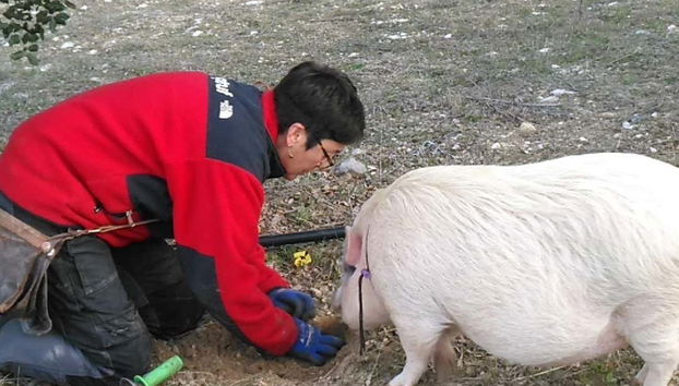 Un cerdo buscando las trufas