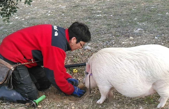 Tour de la trufa por Ocenilla - Foto 5