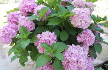 Apartments Gržanov - Photo 26