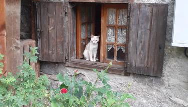 Soggiorno Vacanze Stella Alpina - Foto 4