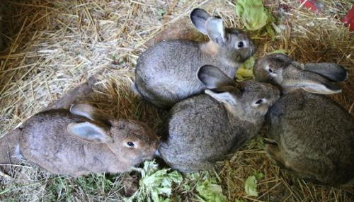 Ferienhof Folger - Foto 5