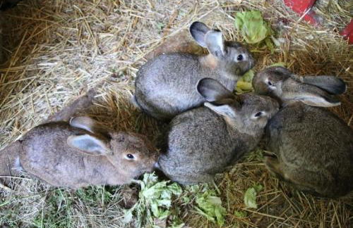 Ferienhof Folger - Foto 5