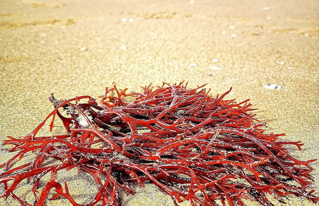 Villa Sariva - Foto 35