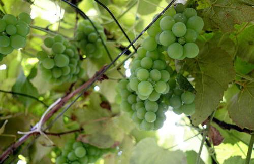 Casa das Rosas - Photo 45