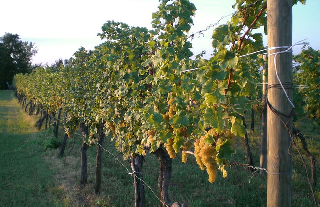 Agriturismo Colutta - Foto 12